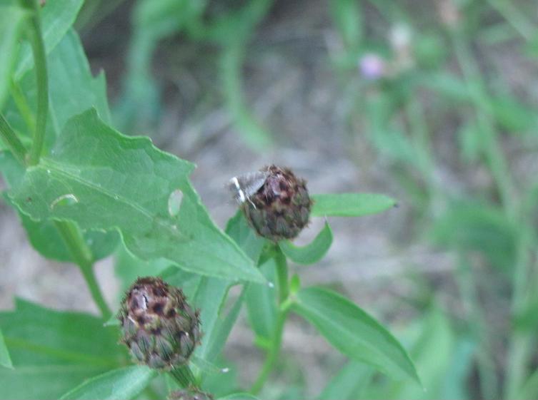 Syncopacma sp.?
